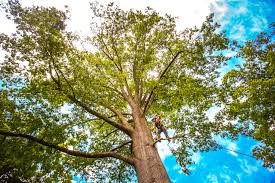 Upper Fruitland, NM  Tree Services Company