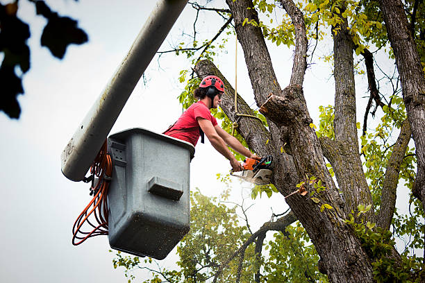 Leaf Removal in Upper Fruitland, NM