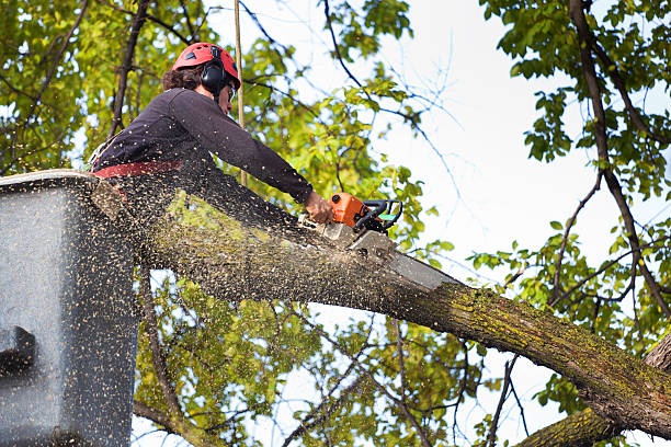 Best Fruit Tree Pruning  in Upper Fruitland, NM