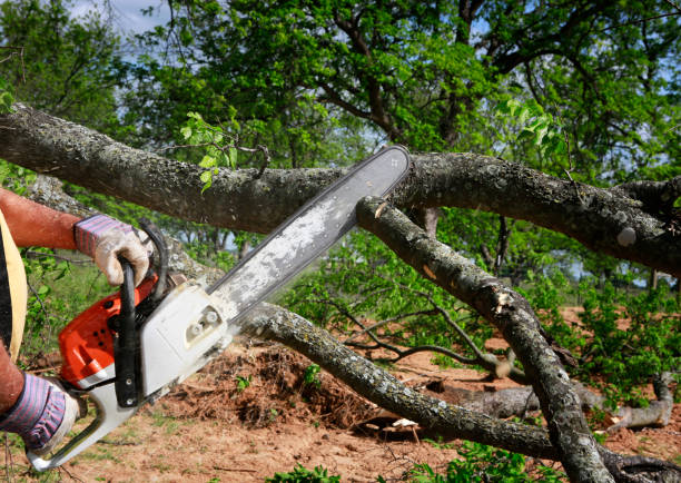 Why Choose Our Tree Removal Services in Upper Fruitland, NM?